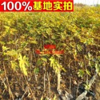 無花果苗 無花果苗盆栽地栽