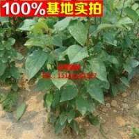 開(kāi)心果樹(shù)苗 必思答果樹(shù)苗 綠仁果