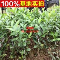 香水檸檬盆栽果樹(shù)苗（檸檬苗）