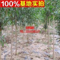 花石榴樹 泰山紅石榴 品種純正