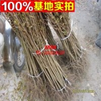 批發(fā)精品特色果樹苗 無籽水晶石榴