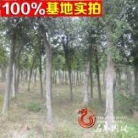 基地直銷櫸樹 白櫸小苗 綠化工程