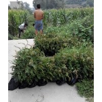 花椒苗多少錢