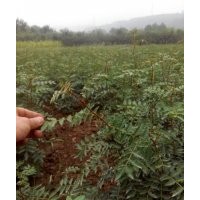 供應花椒苗價格