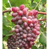 茉莉香葡萄、出售遼寧著色香葡萄苗、吉林蜜汁葡萄