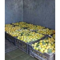 晚黃李子苗 吉林坤朋苗圃獨(dú)家出售香蕉李子苗廠家