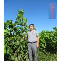 桑苗、果桑苗、桑樹苗、大量供應(yīng)