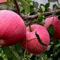 低價(jià)出售各種蘋果苗，梨苗，板栗苗