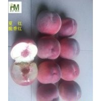 山東泰安夏紅桃樹苗批發(fā)價(jià)格(自家種植）