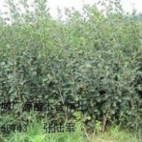 大量出售山楂苗蘋果苗價(jià)格優(yōu)惠