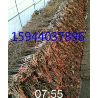 葡萄苗、吉林出售葡萄苗、長春葡萄苗、德惠葡萄苗