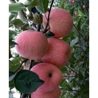 紅富士蘋(píng)果苗