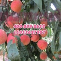 錦宏金秋紅蜜桃苗價(jià)格