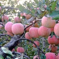 臨沂矮化蘋果苗研究所、供應(yīng)矮化煙富8蘋果苗