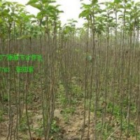 核桃苗出售、1米-1米5核桃苗大量低價(jià)優(yōu)惠出售