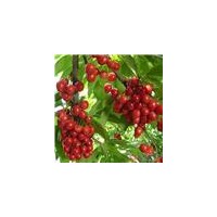 櫻桃樹2-5公分櫻桃苗，鈣果苗，核桃樹，山楂樹，北美，石榴樹