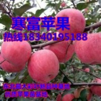 寒富蘋果苗