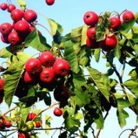 臨沂沂蒙山楂苗，大五棱山楂苗，大金星山楂苗