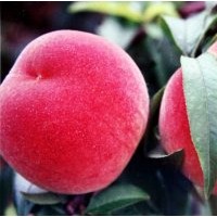 供應(yīng)夏之夢(mèng)桃苗|突圍桃苗|126油桃|春雪桃苗|鉆石金蜜桃|桃苗價(jià)