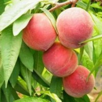 金秋紅蜜，晚熟桃苗，映霜紅桃苗等各種桃樹(shù)苗價(jià)格