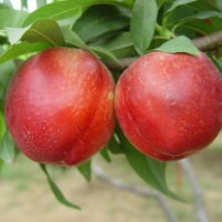 臨沂桃樹(shù)苗供應(yīng)，晚熟桃苗，映霜紅桃苗，夏之夢(mèng)桃苗等