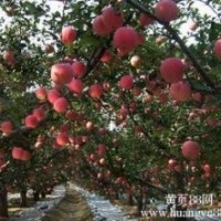 蘋果樹柿子樹核桃樹櫻桃樹李子樹便宜處理