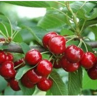 大紅燈櫻桃苗