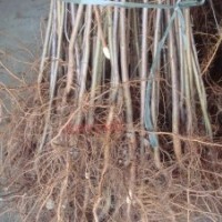 批發(fā)出售八棱海棠苗、杜梨苗，1-5年皇冠梨苗，2-3公分蘋(píng)果苗、2-