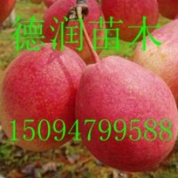 梨樹苗 紅香酥梨苗價格 行情