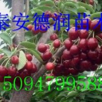 車?yán)遄訖烟颐鐑r格