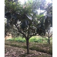 成都精品枇杷果樹基地枇杷果樹價格枇杷果樹直銷8-15公分枇杷