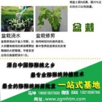 獼猴桃樹、坤威獼猴桃苗、獼猴桃樹苗