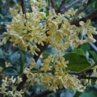 桂花樹苗供應,遼寧桂花樹,莎莎園藝(查看)