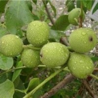 合肥8518核桃苗木、洛林苗圃、8518核桃苗木培育基地