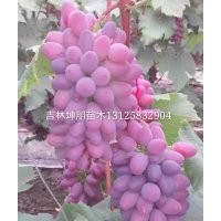 出售著色香葡萄苗 遼寧著色香快苗，營(yíng)養(yǎng)缽著色香葡萄苗