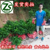 黃皮樹苗、雞心黃皮、無核黃皮
