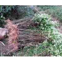 花椒苗 花椒苗價格