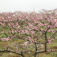 出售桃樹、核桃樹、蘋果樹、梨樹、棗樹