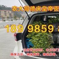 廣西德慶貢柑苗