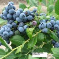 出售四季紅樹莓苗、茶藨子苗、青海省茶藨子苗、藍(lán)莓苗