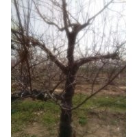 急售:低價(jià)拋售12-30公分蘋(píng)果樹(shù)，量大！