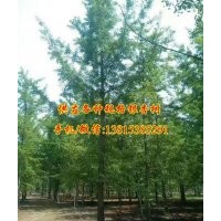 16公分銀杏樹價(jià)格|銀杏樹價(jià)格|千順銀杏(查看)