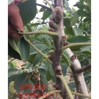 優(yōu)質(zhì)核桃種苗 冠核一號(hào)矮化薄皮核桃苗 當(dāng)年見(jiàn)果