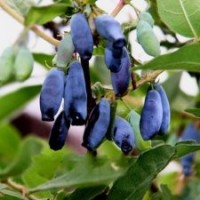 出售優(yōu)質(zhì)藍(lán)靛果苗、樹莓苗、黑加侖樹苗、紫莓苗、燈籠果苗、藍(lán)莓