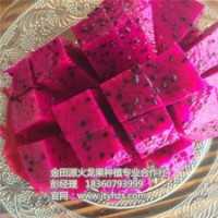 火龍果苗_金田源火龍果苗頗享盛譽_火龍果苗批發(fā)