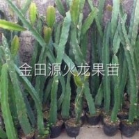 江蘇火龍果苗、火龍果苗、金田源火龍果苗頗享盛譽(多圖)