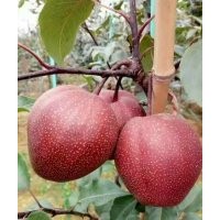 紅梨苗，全紅梨苗，奧紅一號紅梨苗，早酥紅梨苗