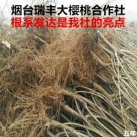 正宗山東煙臺大櫻桃樹苗品種純正