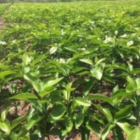 愛媛38號果苗基地直供