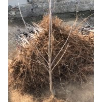 供應(yīng)煙臺大櫻桃樹苗直徑3cm分支苗